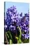 Purple Hyacinths-Ivonnewierink-Stretched Canvas