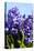 Purple Hyacinths-Ivonnewierink-Stretched Canvas