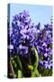 Purple Hyacinths-Ivonnewierink-Stretched Canvas