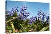 Purple Hyacinths-Ivonnewierink-Stretched Canvas