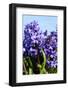 Purple Hyacinths-Ivonnewierink-Framed Photographic Print