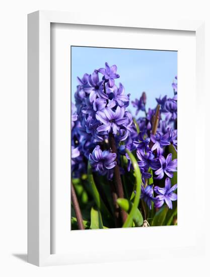 Purple Hyacinths-Ivonnewierink-Framed Photographic Print