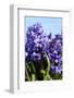 Purple Hyacinths-Ivonnewierink-Framed Photographic Print