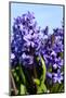 Purple Hyacinths-Ivonnewierink-Mounted Photographic Print