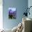 Purple Hyacinths-Ivonnewierink-Photographic Print displayed on a wall