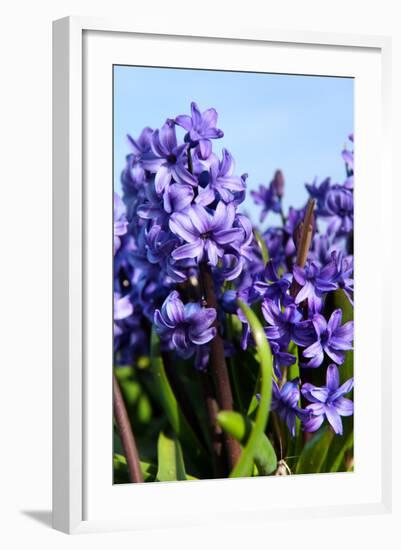 Purple Hyacinths-Ivonnewierink-Framed Photographic Print