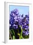 Purple Hyacinths-Ivonnewierink-Framed Photographic Print