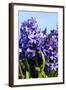 Purple Hyacinths-Ivonnewierink-Framed Photographic Print