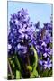 Purple Hyacinths-Ivonnewierink-Mounted Photographic Print