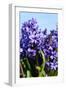 Purple Hyacinths-Ivonnewierink-Framed Photographic Print