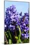 Purple Hyacinths-Ivonnewierink-Mounted Photographic Print