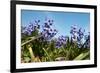 Purple Hyacinths-Ivonnewierink-Framed Photographic Print