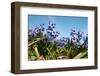 Purple Hyacinths-Ivonnewierink-Framed Photographic Print