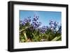 Purple Hyacinths-Ivonnewierink-Framed Photographic Print