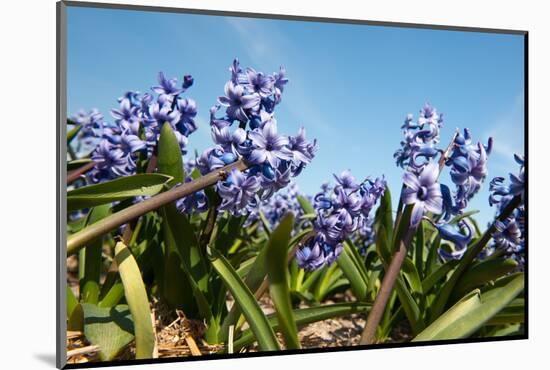 Purple Hyacinths-Ivonnewierink-Mounted Photographic Print