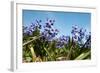 Purple Hyacinths-Ivonnewierink-Framed Photographic Print