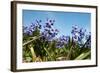 Purple Hyacinths-Ivonnewierink-Framed Photographic Print