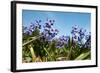 Purple Hyacinths-Ivonnewierink-Framed Photographic Print