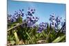 Purple Hyacinths-Ivonnewierink-Mounted Photographic Print