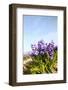 Purple Hyacinths-Ivonnewierink-Framed Photographic Print