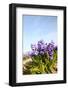 Purple Hyacinths-Ivonnewierink-Framed Photographic Print