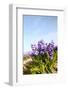 Purple Hyacinths-Ivonnewierink-Framed Photographic Print