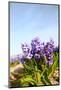 Purple Hyacinths-Ivonnewierink-Mounted Photographic Print