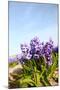 Purple Hyacinths-Ivonnewierink-Mounted Photographic Print