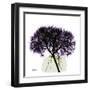 Purple Hydrangea Close Up-Albert Koetsier-Framed Art Print