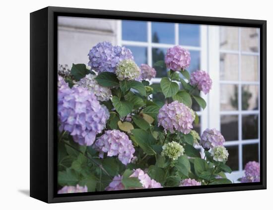 Purple Hydrangea in Front of Glass Window-null-Framed Stretched Canvas