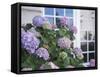 Purple Hydrangea in Front of Glass Window-null-Framed Stretched Canvas