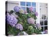 Purple Hydrangea in Front of Glass Window-null-Stretched Canvas