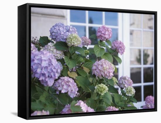 Purple Hydrangea in Front of Glass Window-null-Framed Stretched Canvas