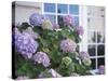 Purple Hydrangea in Front of Glass Window-null-Stretched Canvas