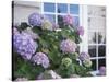 Purple Hydrangea in Front of Glass Window-null-Stretched Canvas