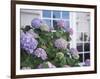 Purple Hydrangea in Front of Glass Window-null-Framed Photographic Print