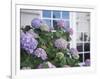 Purple Hydrangea in Front of Glass Window-null-Framed Photographic Print