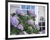 Purple Hydrangea in Front of Glass Window-null-Framed Photographic Print