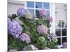 Purple Hydrangea in Front of Glass Window-null-Mounted Photographic Print