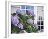 Purple Hydrangea in Front of Glass Window-null-Framed Photographic Print