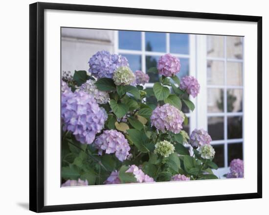 Purple Hydrangea in Front of Glass Window-null-Framed Photographic Print