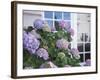 Purple Hydrangea in Front of Glass Window-null-Framed Photographic Print