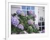 Purple Hydrangea in Front of Glass Window-null-Framed Photographic Print