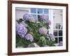 Purple Hydrangea in Front of Glass Window-null-Framed Photographic Print