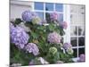 Purple Hydrangea in Front of Glass Window-null-Mounted Photographic Print