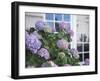 Purple Hydrangea in Front of Glass Window-null-Framed Photographic Print