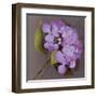 Purple Hydrangea-Erin Clark-Framed Art Print