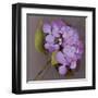 Purple Hydrangea-Erin Clark-Framed Art Print