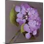 Purple Hydrangea-Erin Clark-Mounted Art Print