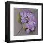 Purple Hydrangea-Erin Clark-Framed Art Print